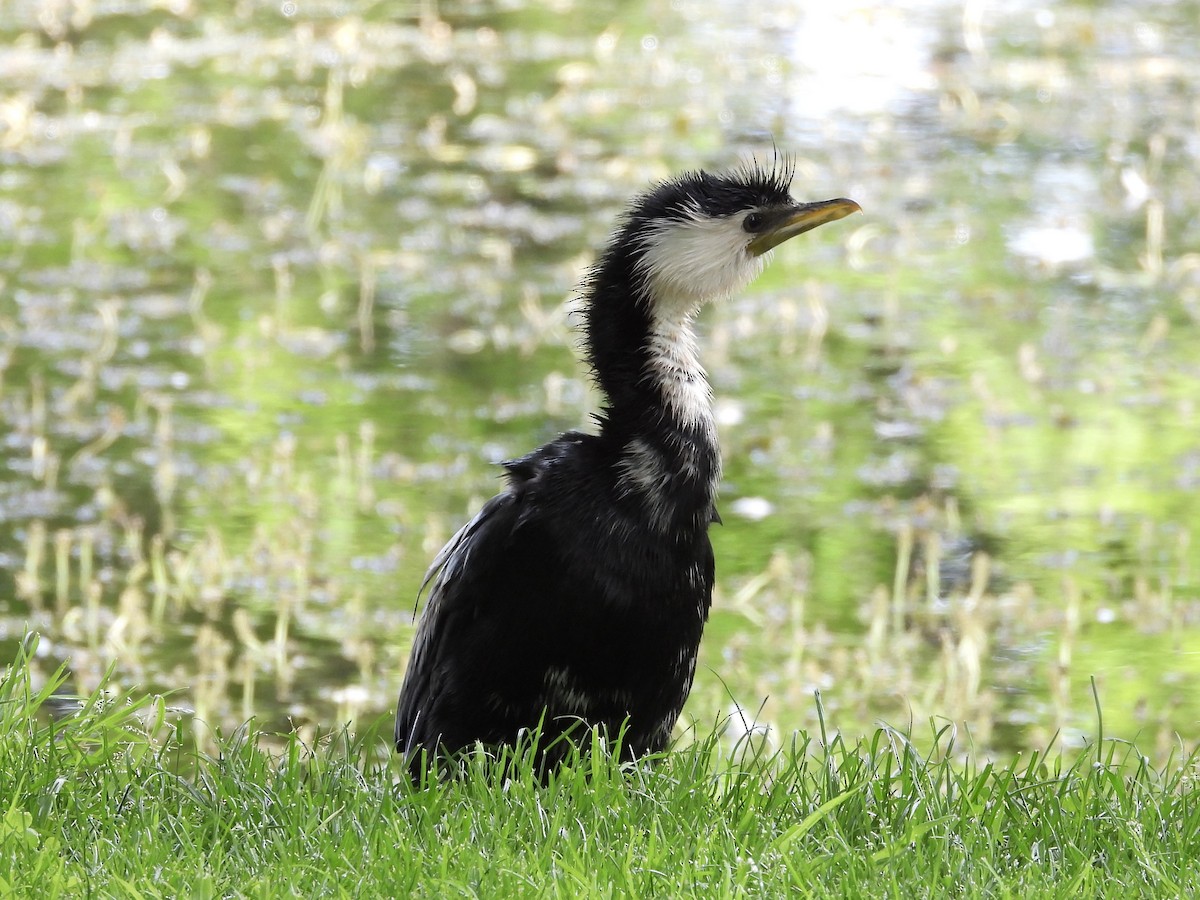 Little Pied Cormorant - ML627001368