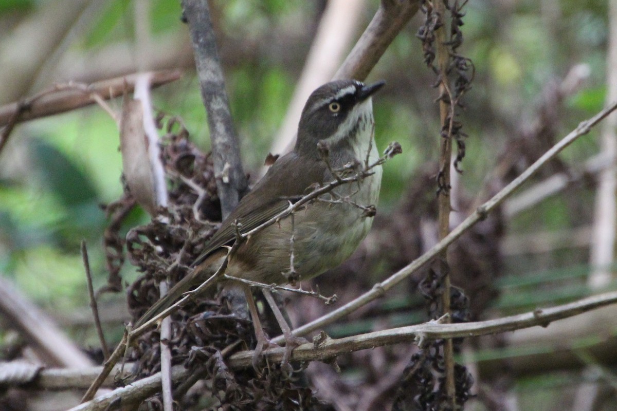 White-browed Scrubwren (White-browed) - ML627001421