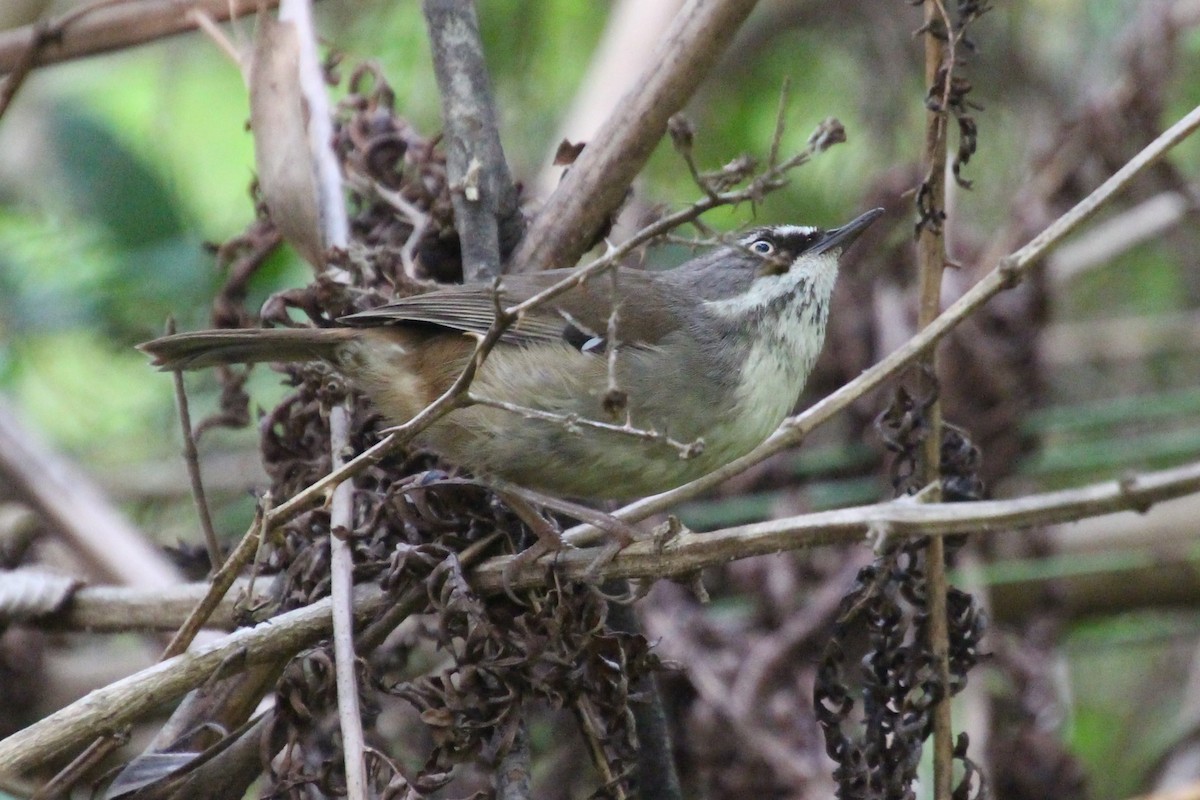 White-browed Scrubwren (White-browed) - ML627001422