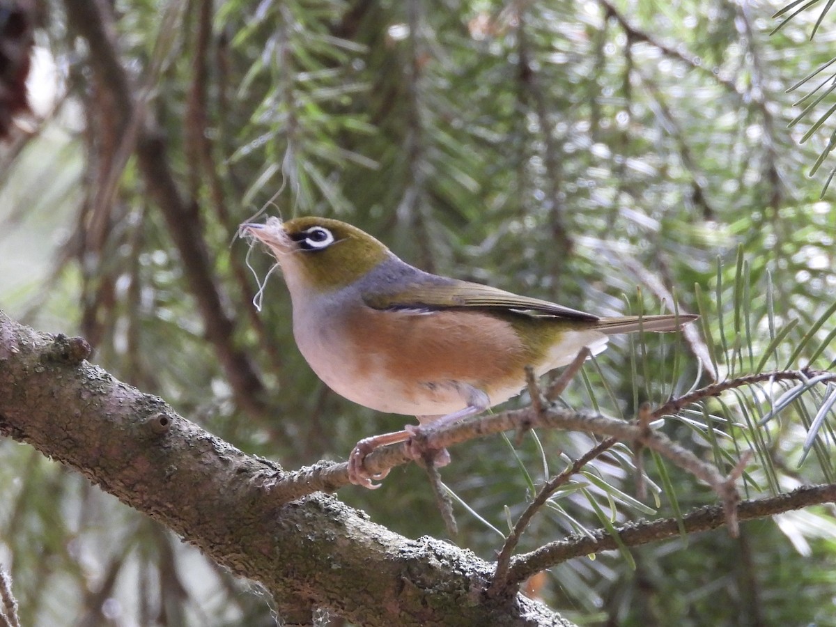 Silvereye - ML627001504