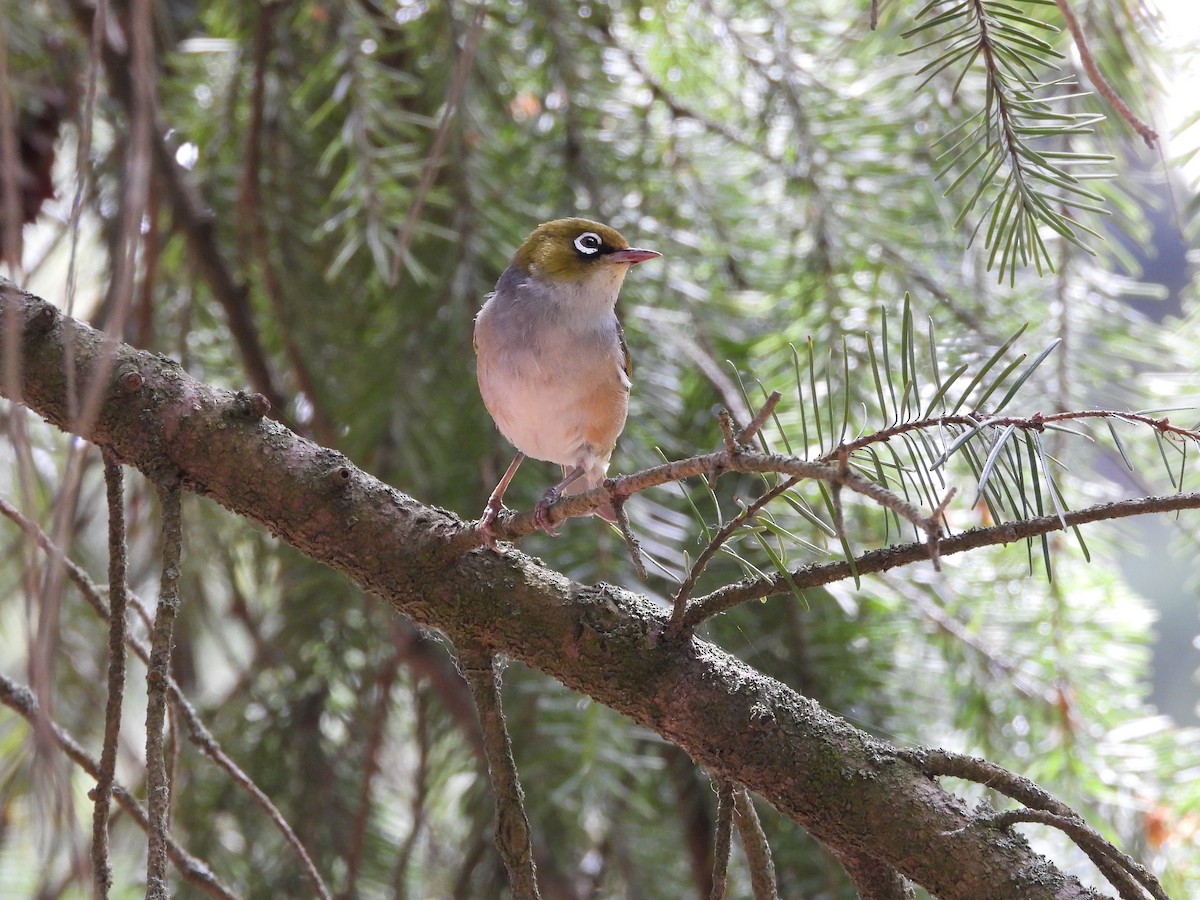 Silvereye - ML627001515