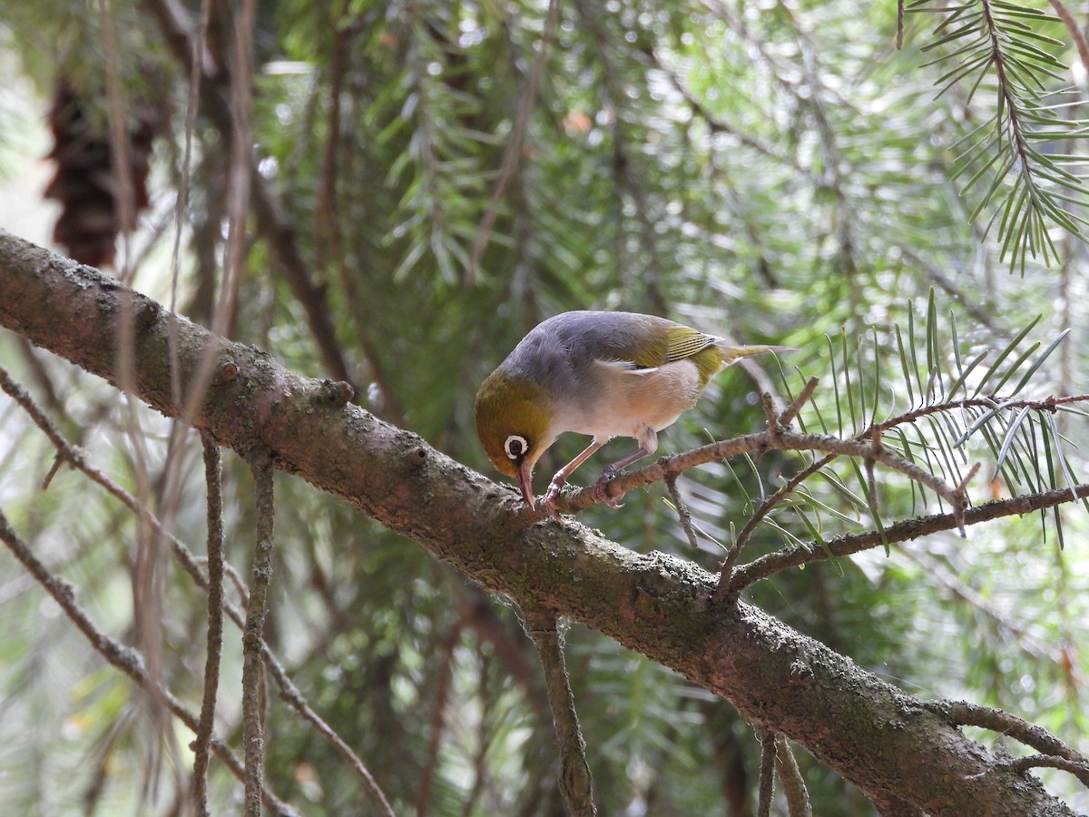 Silvereye - ML627001516