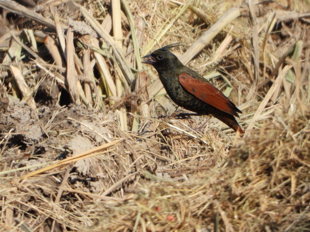 Crested Bunting - ML627002021
