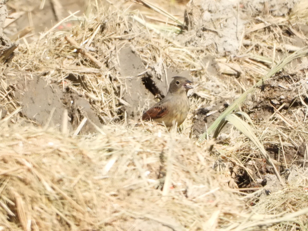 Crested Bunting - ML627002022