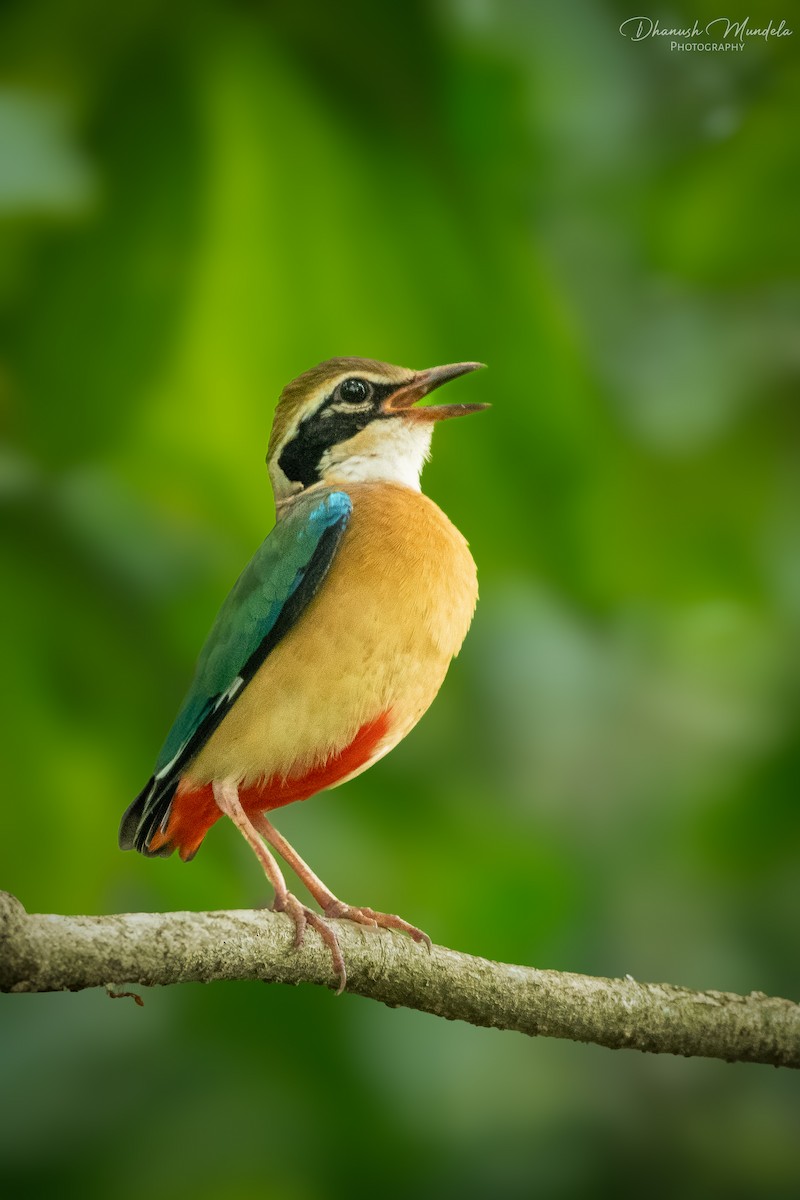 Indian Pitta - ML627002047