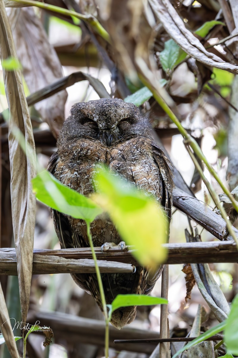 Madagascar Scops-Owl (Rainforest) - ML627002197