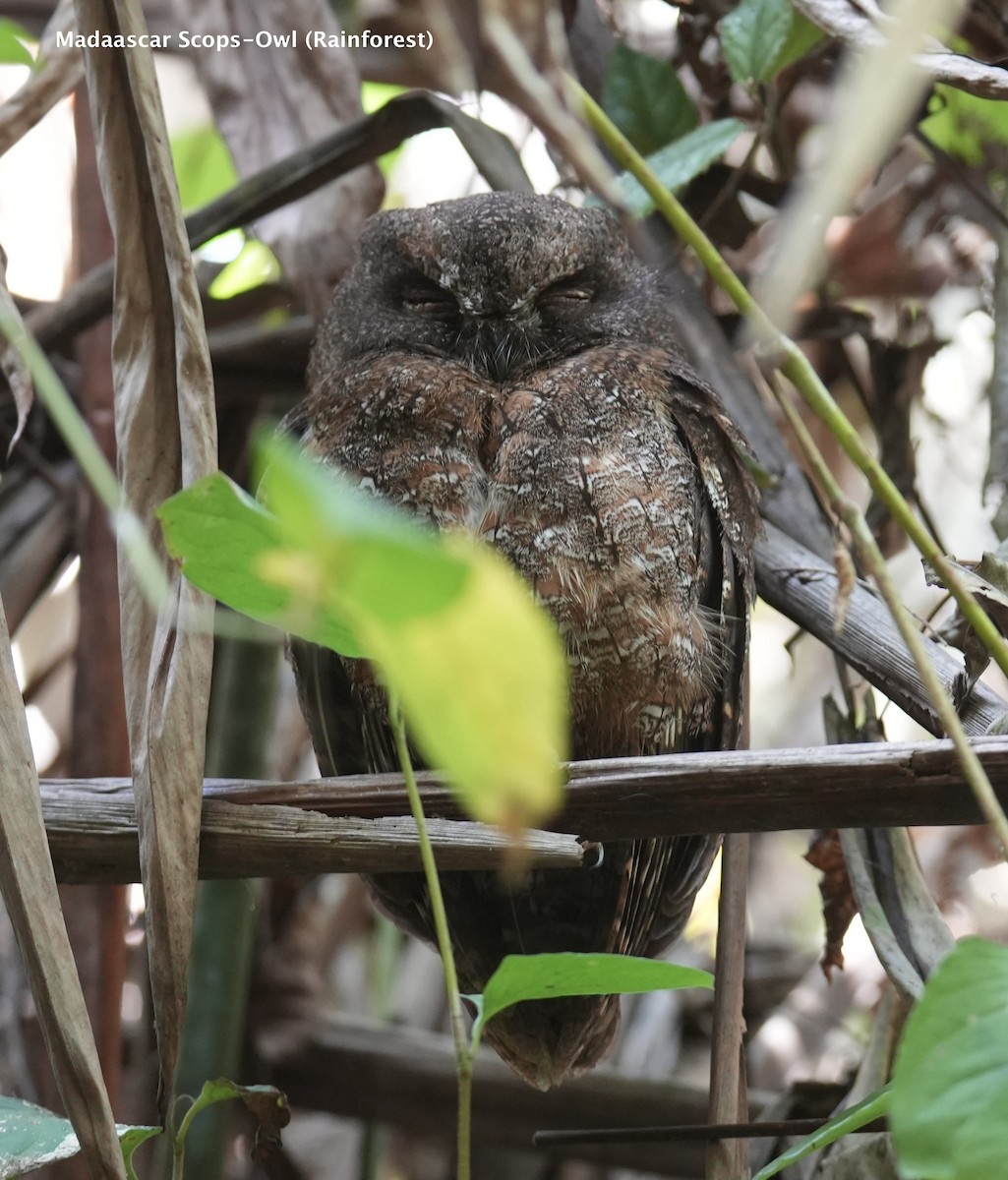 Madagascar Scops-Owl (Rainforest) - ML627002271