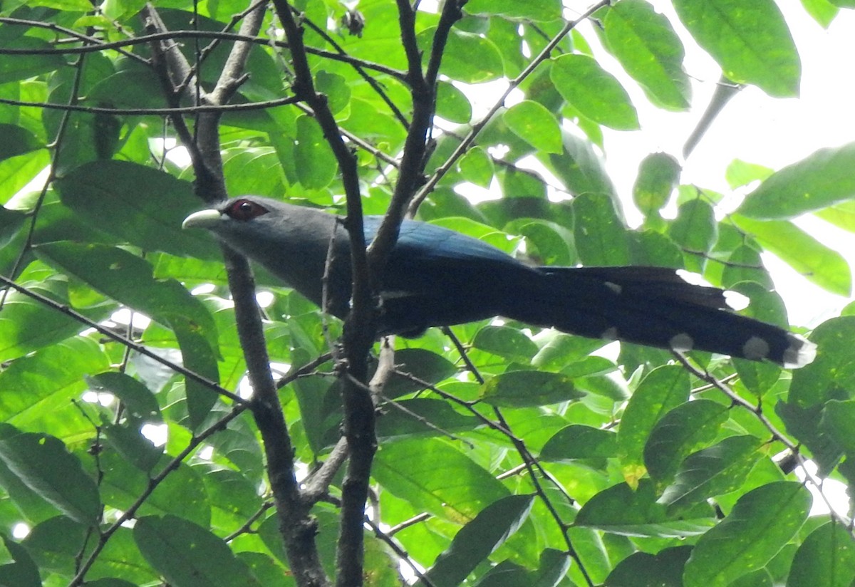 Black-bellied Malkoha - ML627002491