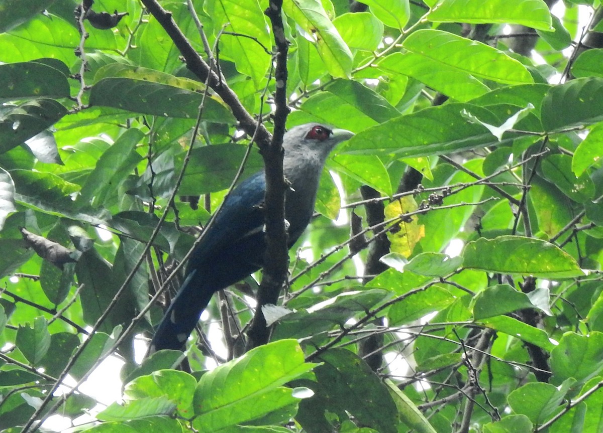 Black-bellied Malkoha - ML627002492