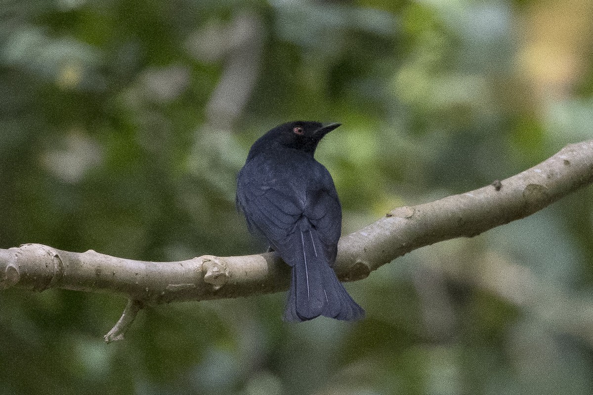 Square-tailed Drongo - ML627002602