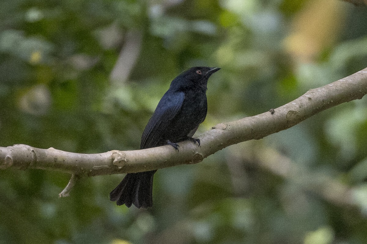 Square-tailed Drongo - ML627002615