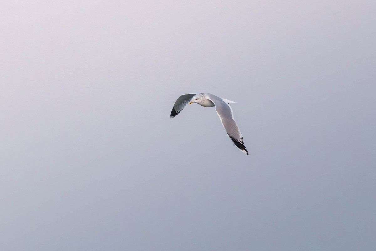 Common Gull (Kamchatka) - ML627002650