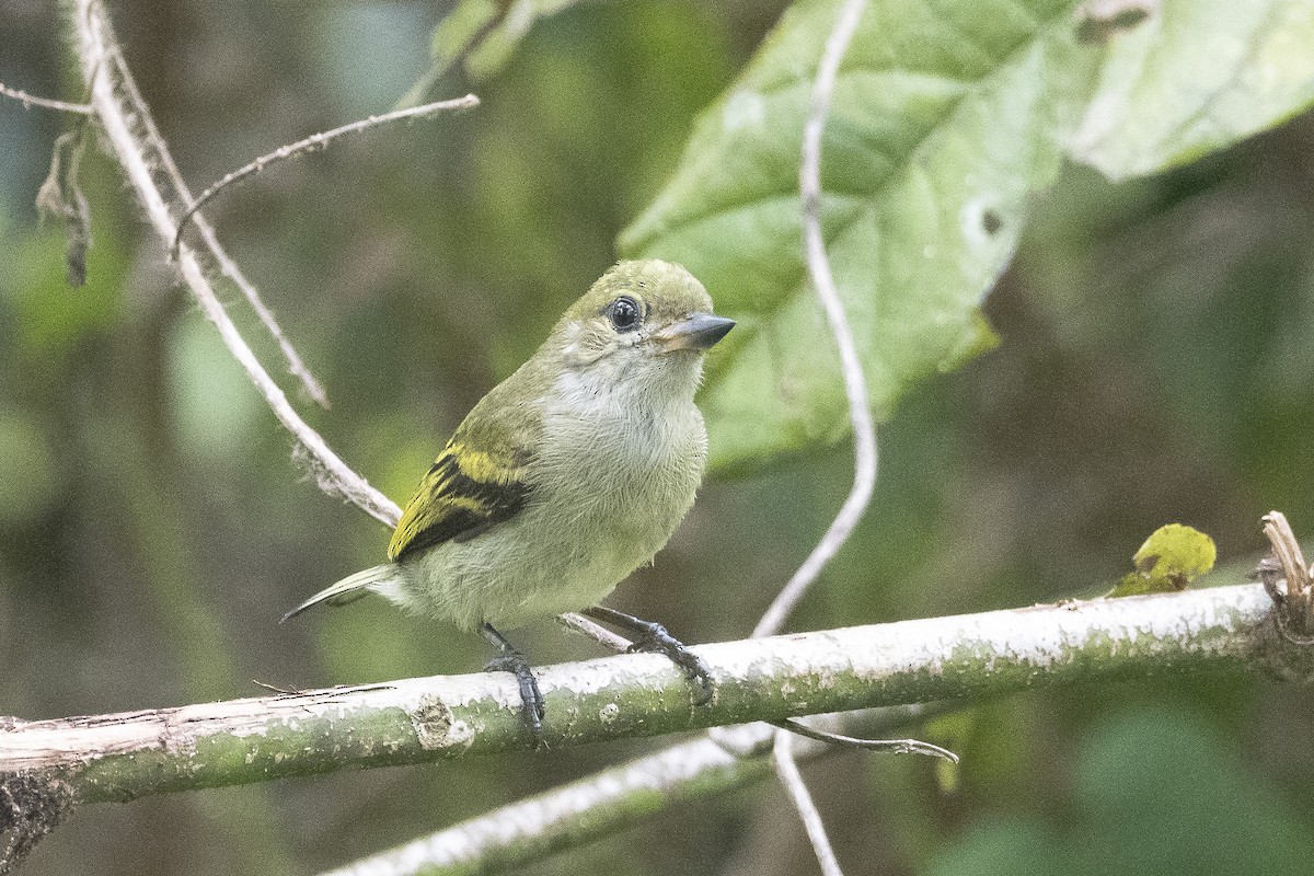 Green Tinkerbird - ML627003081