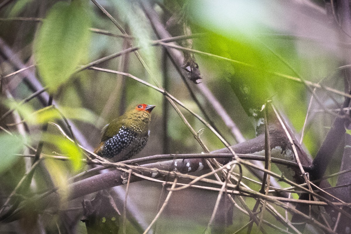 Green-backed Twinspot - ML627003118