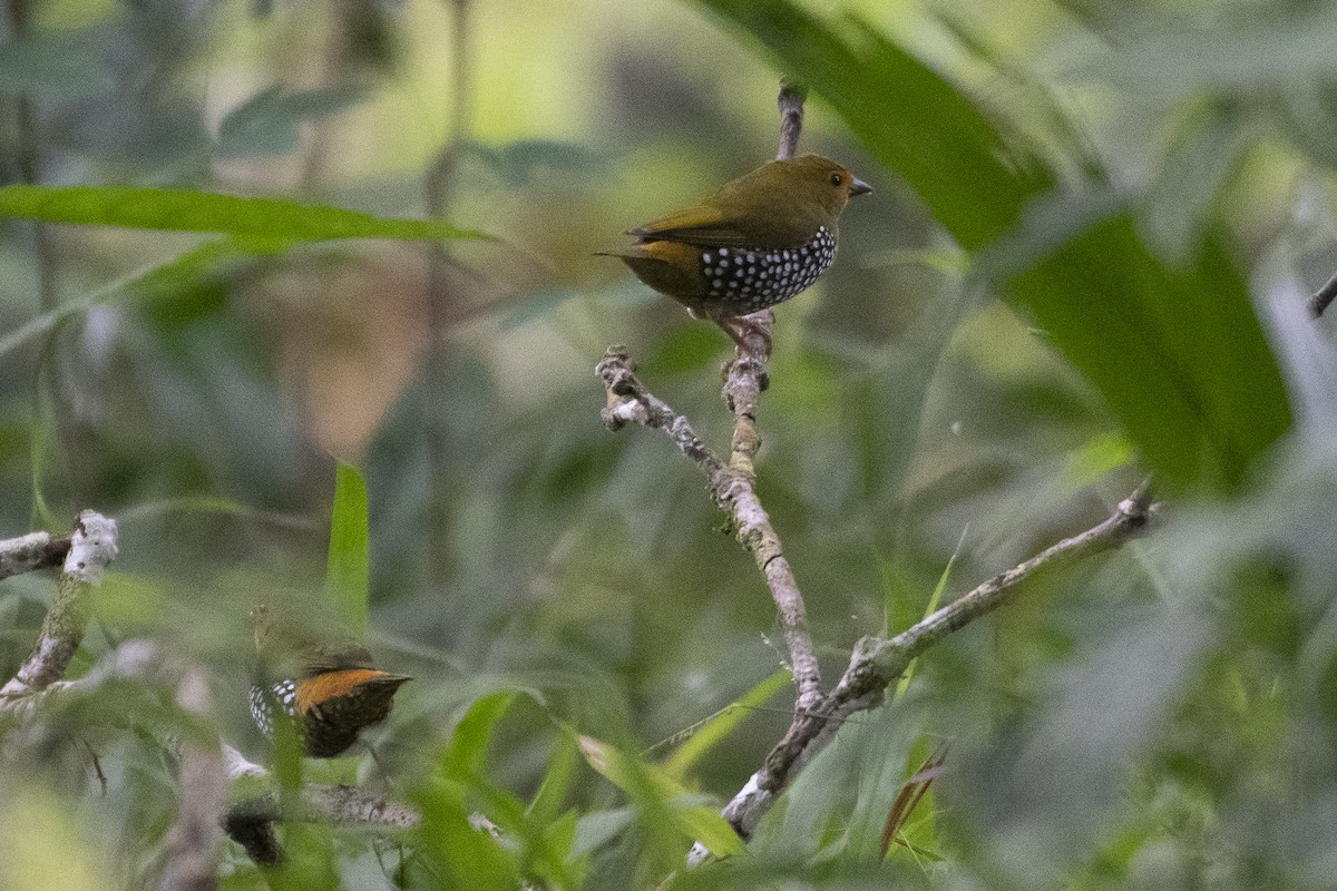 Green-backed Twinspot - ML627003121