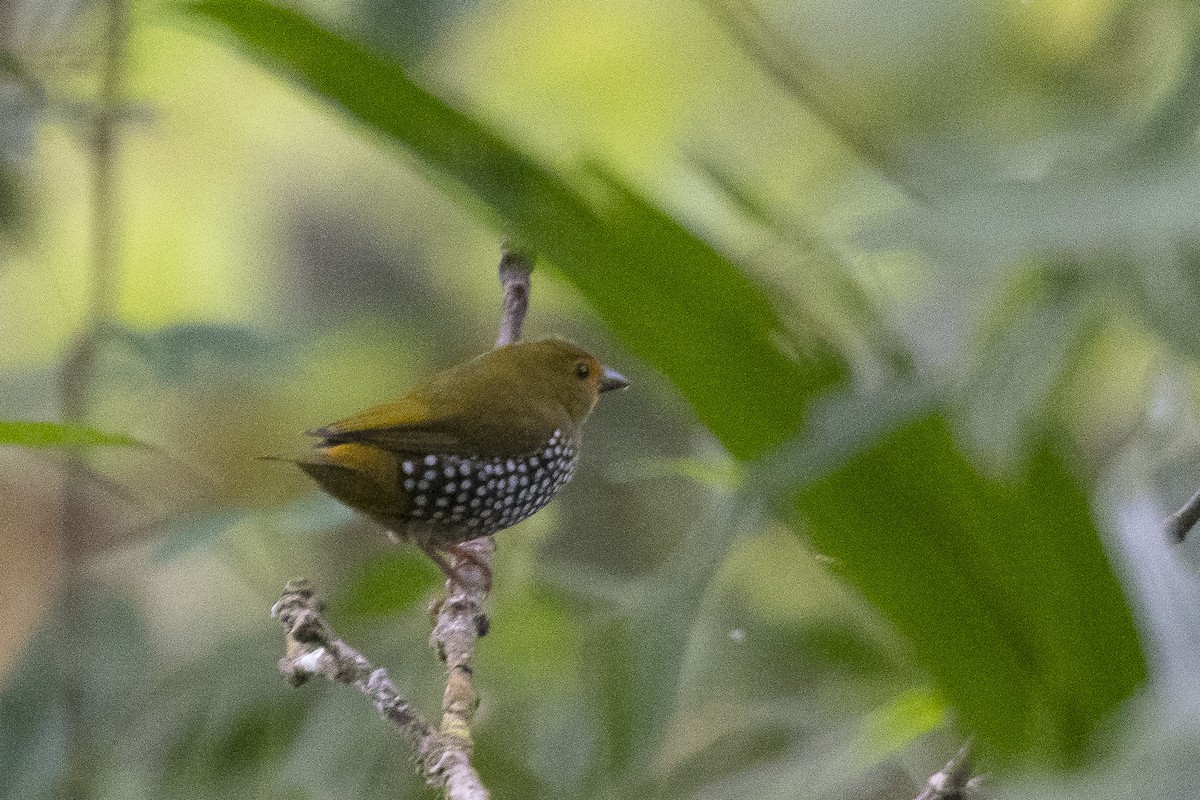 Green-backed Twinspot - ML627003122