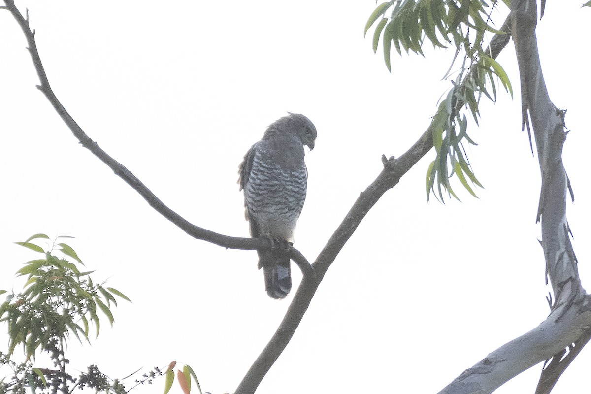 Southern Banded Snake-Eagle - ML627003201