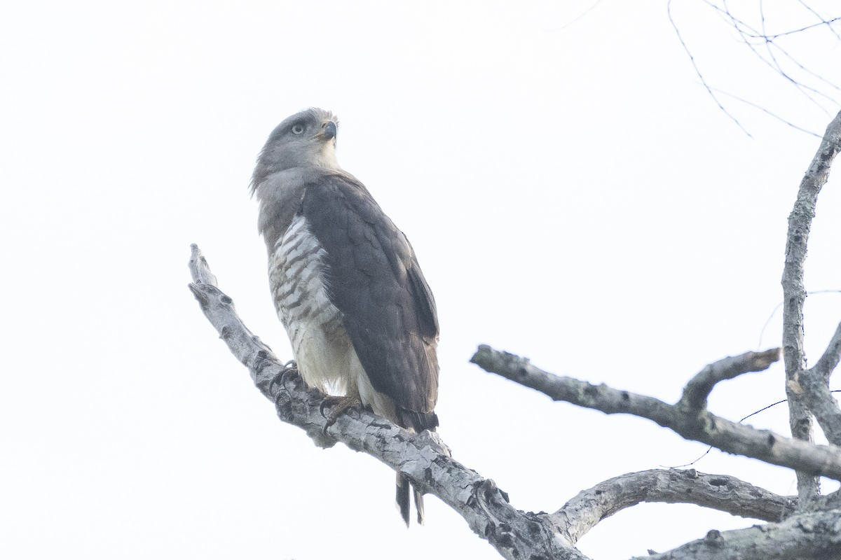 Southern Banded Snake-Eagle - ML627003202