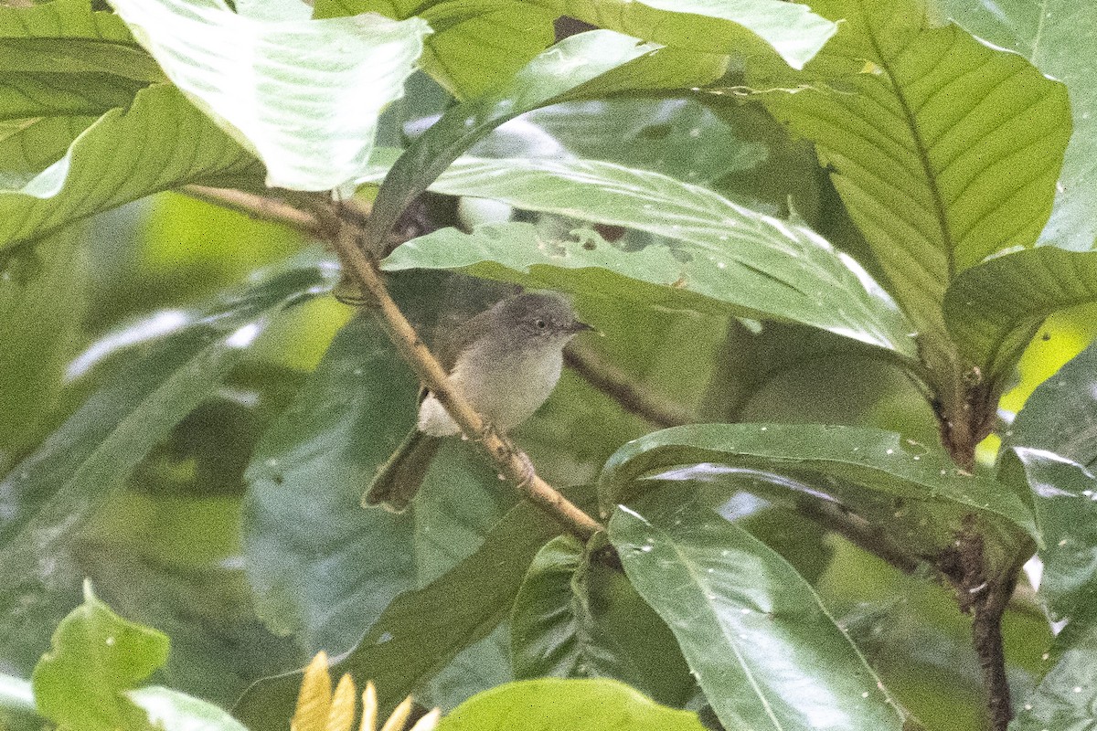 Tiny Greenbul - ML627003209