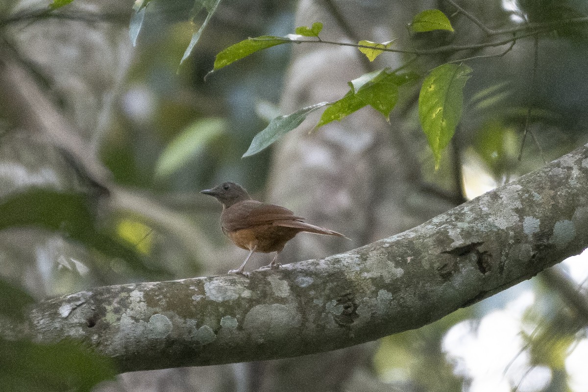 Red-tailed Ant-Thrush - ML627003212