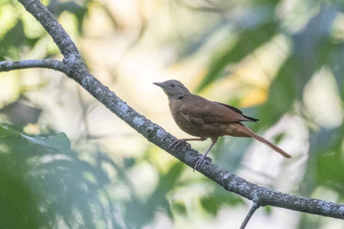 Red-tailed Ant-Thrush - ML627003214