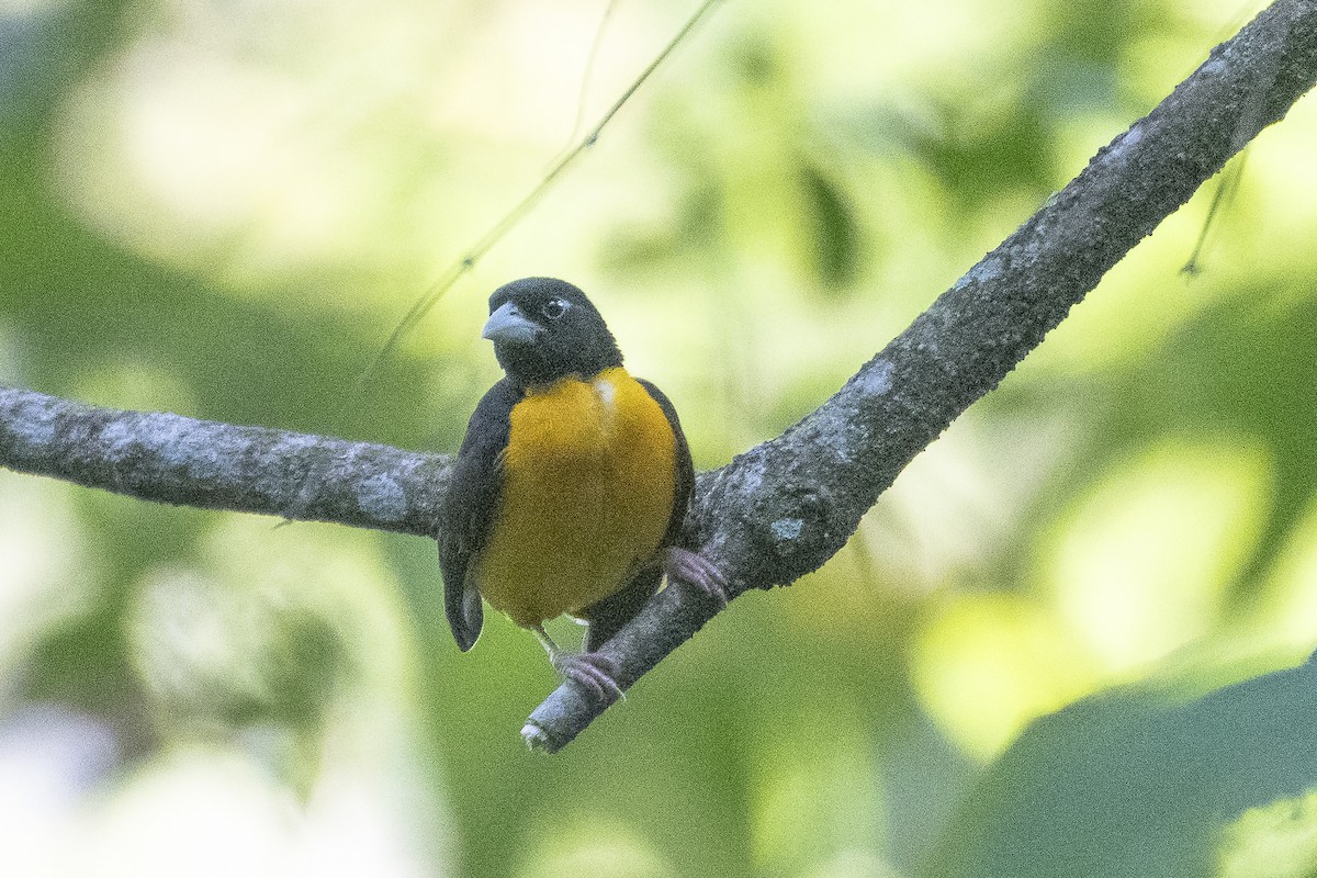 Dark-backed Weaver - ML627003215