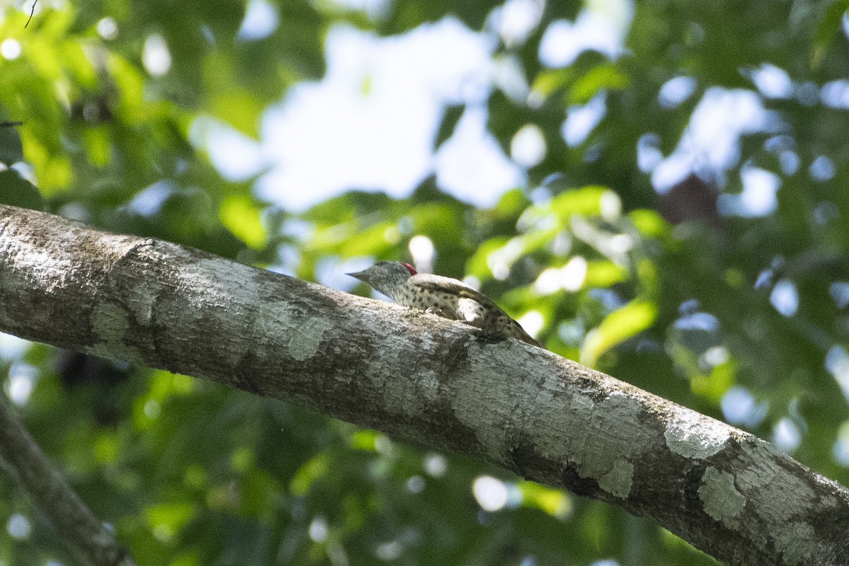 Golden-tailed Woodpecker - ML627003277