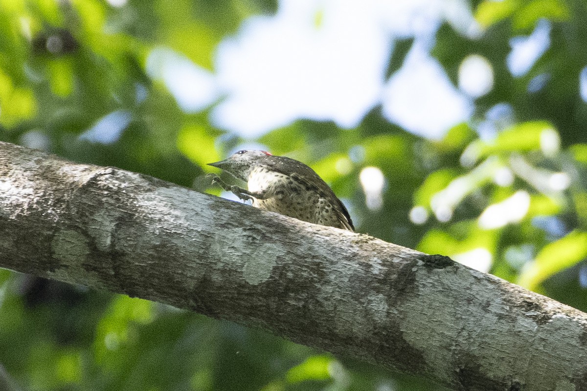 Golden-tailed Woodpecker - ML627003280