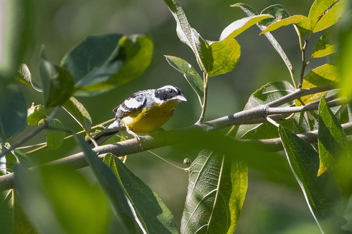 Cabanis's Bunting - ML627003286