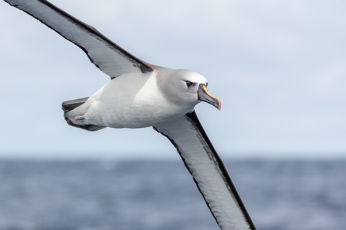 Atlantic Yellow-nosed Albatross - ML627003325