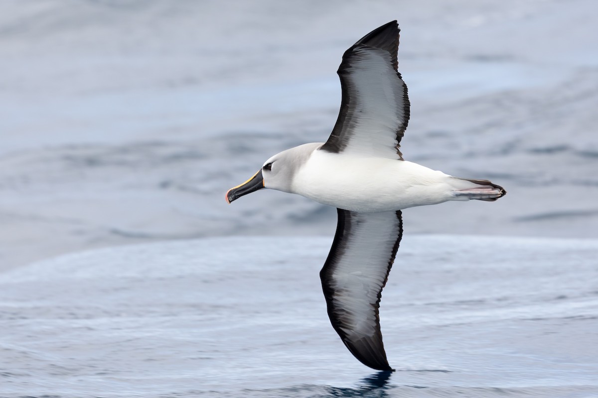 Atlantic Yellow-nosed Albatross - ML627003326