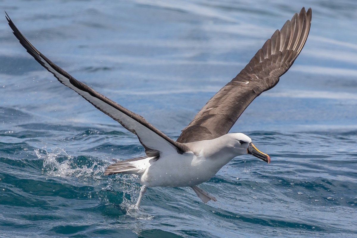 Atlantic Yellow-nosed Albatross - ML627003327