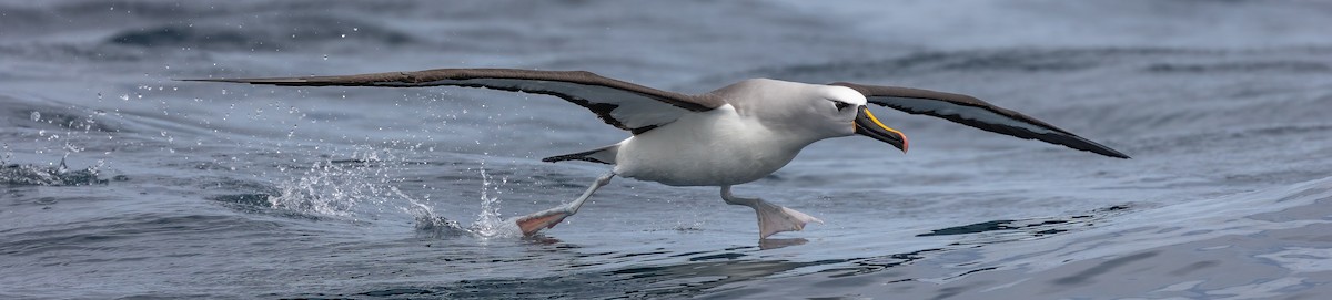 Atlantic Yellow-nosed Albatross - ML627003328