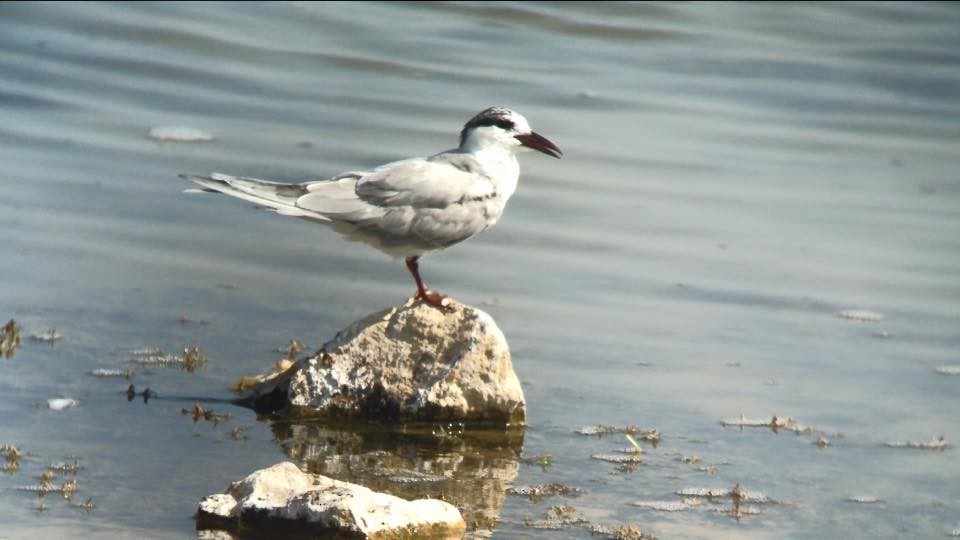 Whiskered Tern - ML627003434