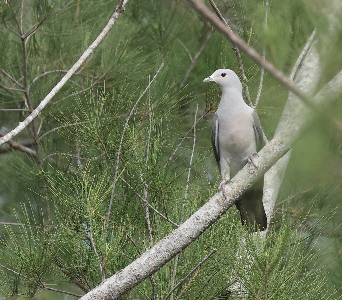 Gray Imperial-Pigeon - ML627003455