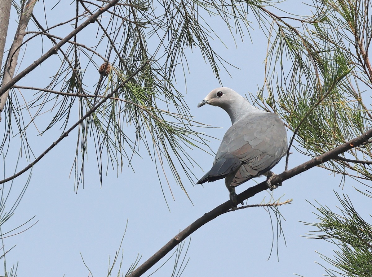 Gray Imperial-Pigeon - ML627003456