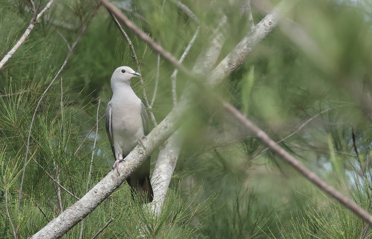 Gray Imperial-Pigeon - ML627003457
