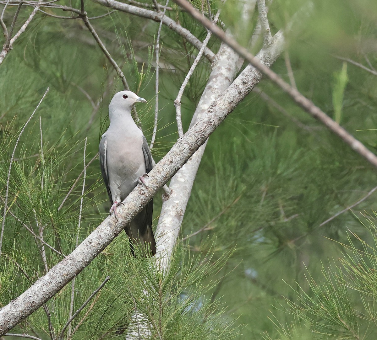 Gray Imperial-Pigeon - ML627003459