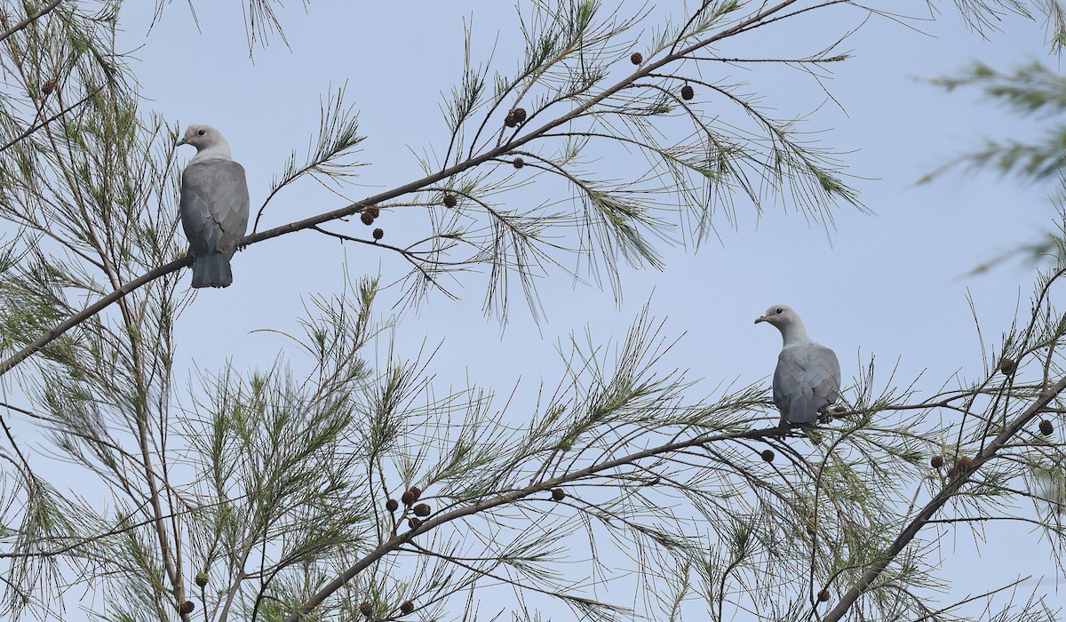 Gray Imperial-Pigeon - ML627003460