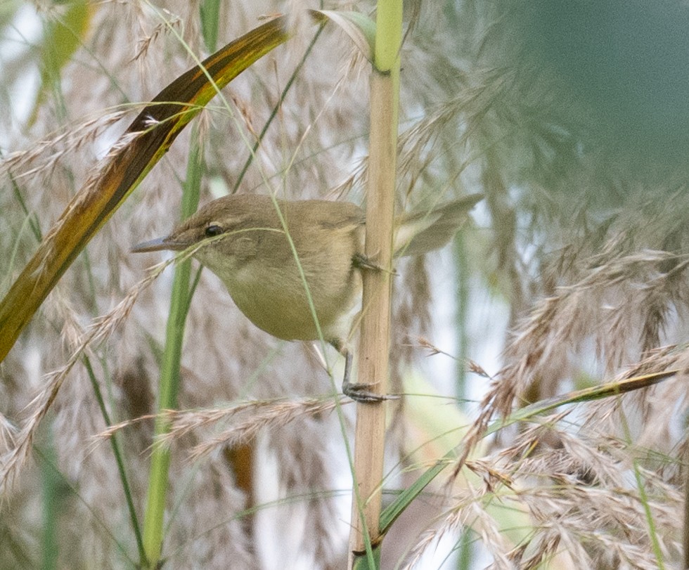 チュウヨシキリ - ML627003562