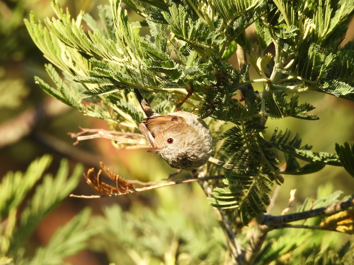 Tasmanian Thornbill - ML627003563