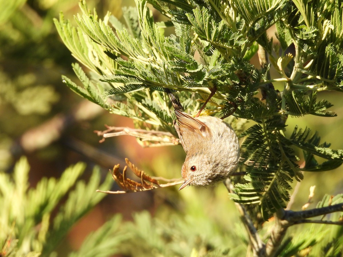 Tasmanian Thornbill - ML627003564