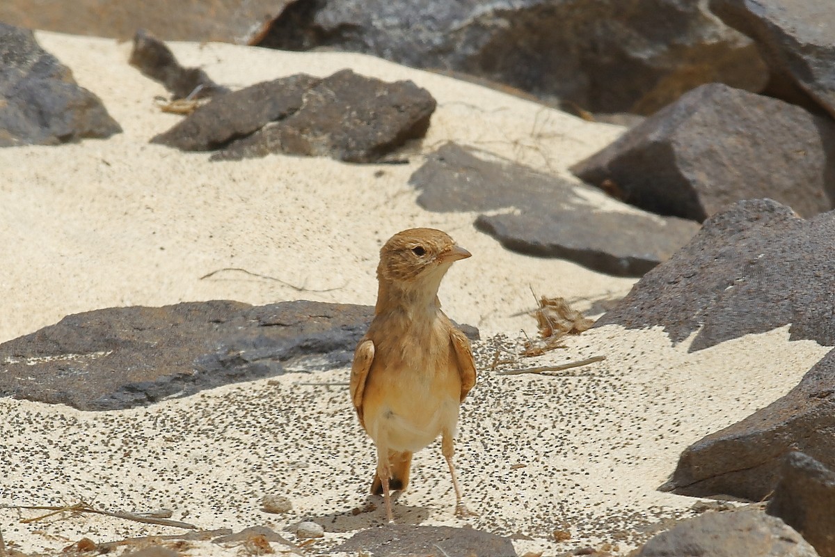 Bar-tailed Lark - Giuliano Gerra