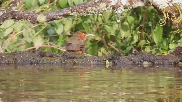 Rusty-cheeked Scimitar-Babbler - ML627003802