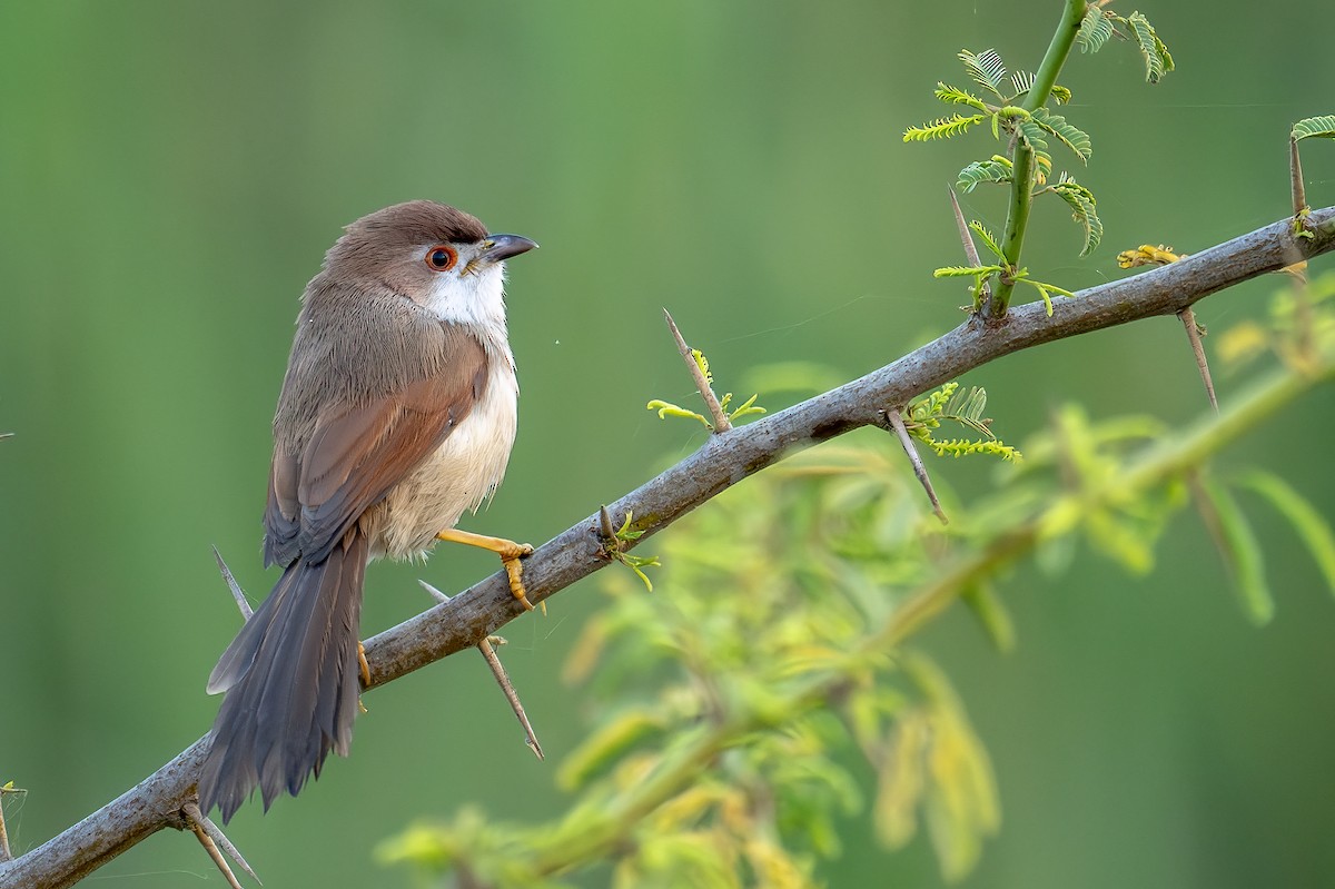 Yellow-eyed Babbler - ML627003812