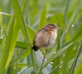 セッカ - ML627003887