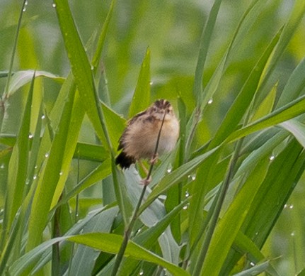 セッカ - ML627003888