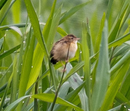 セッカ - ML627003889