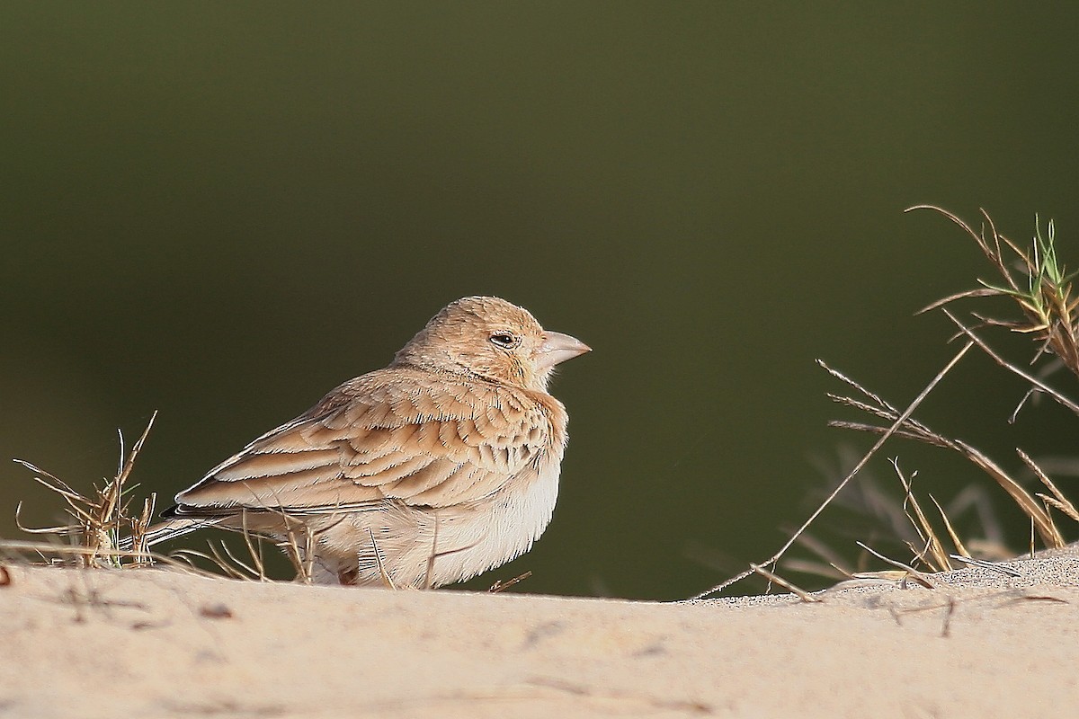 Black-crowned Sparrow-Lark - ML627003898