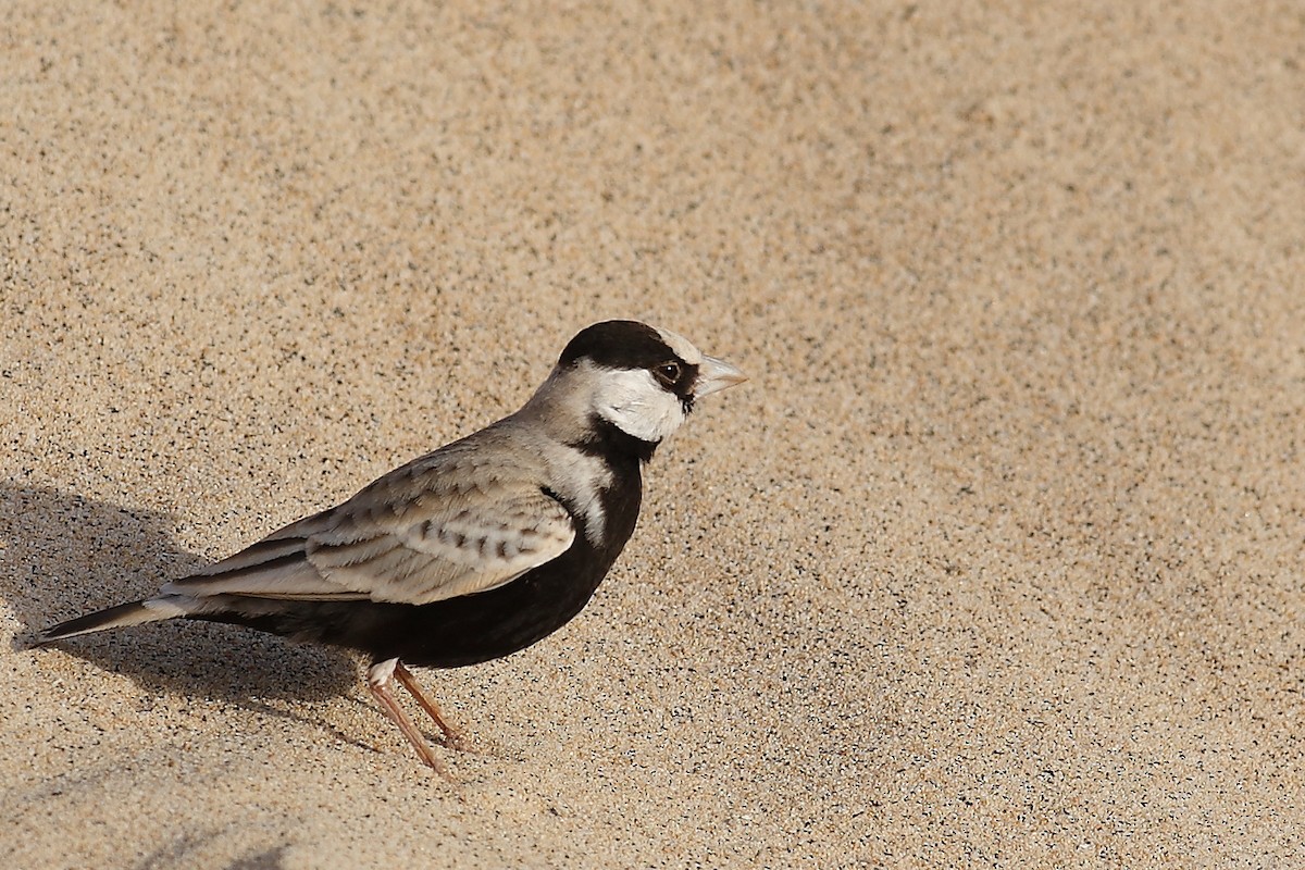 Black-crowned Sparrow-Lark - ML627003921